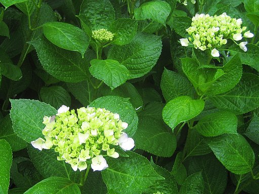 雨上がりに光って