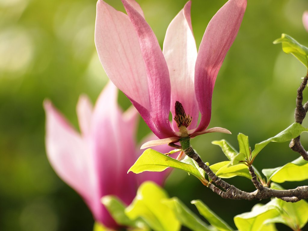 モクレンの花ＵＰ