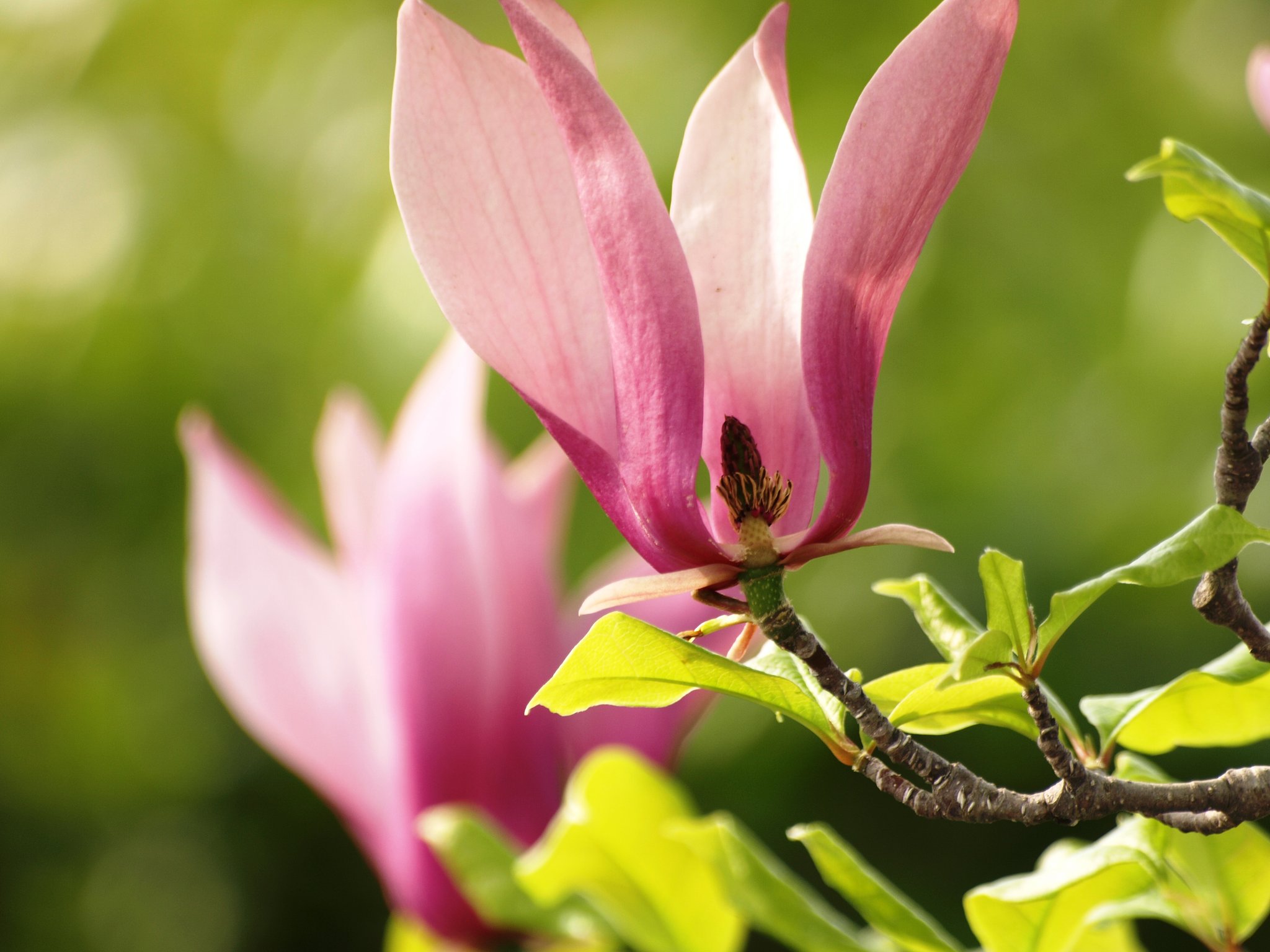 モクレンの花ＵＰ