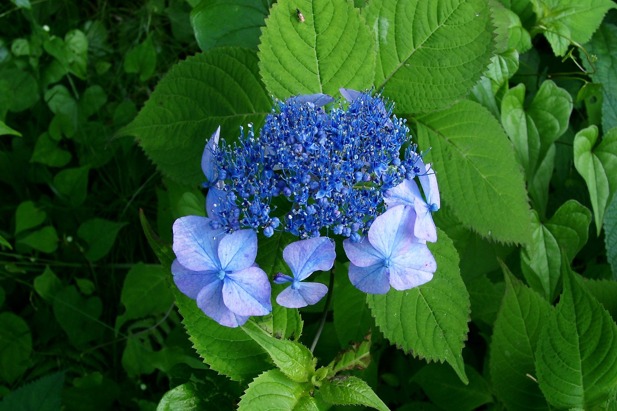 ヤマアジサイの中性花？、両性花？が開花
