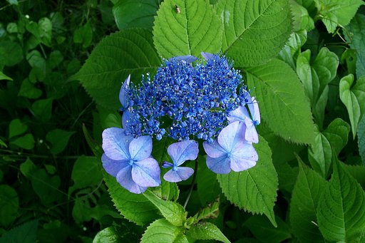 ヤマアジサイの中性花？、両性花？が開花