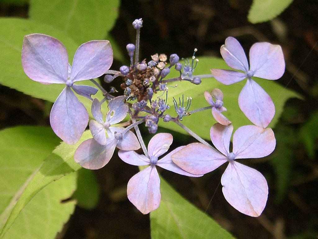 ★アジサイあれこれ-10