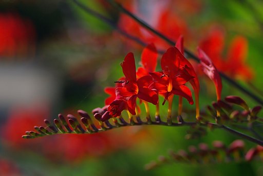 紅色の花