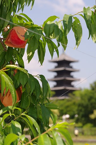 桃と