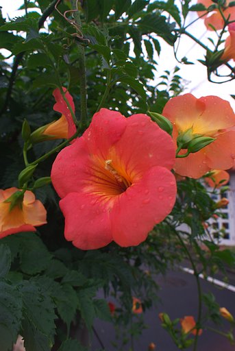 「道」道沿いの花