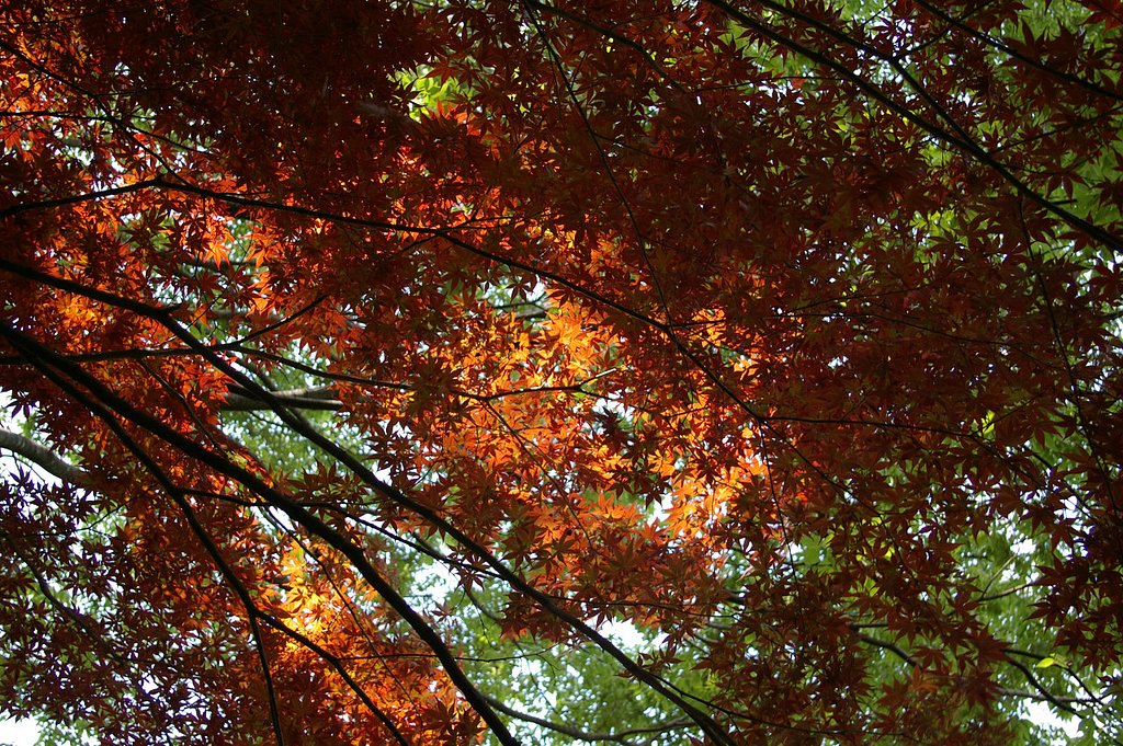 2007年５月の紅葉