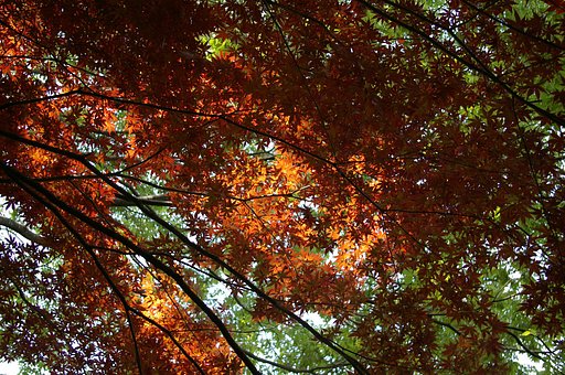 2007年５月の紅葉