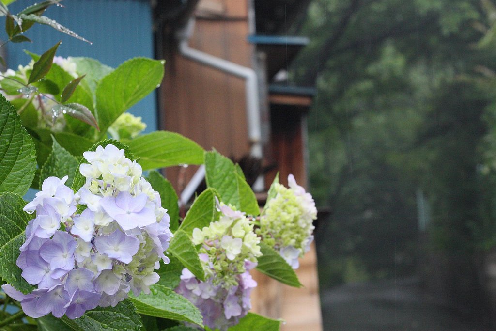 雨にうたれて