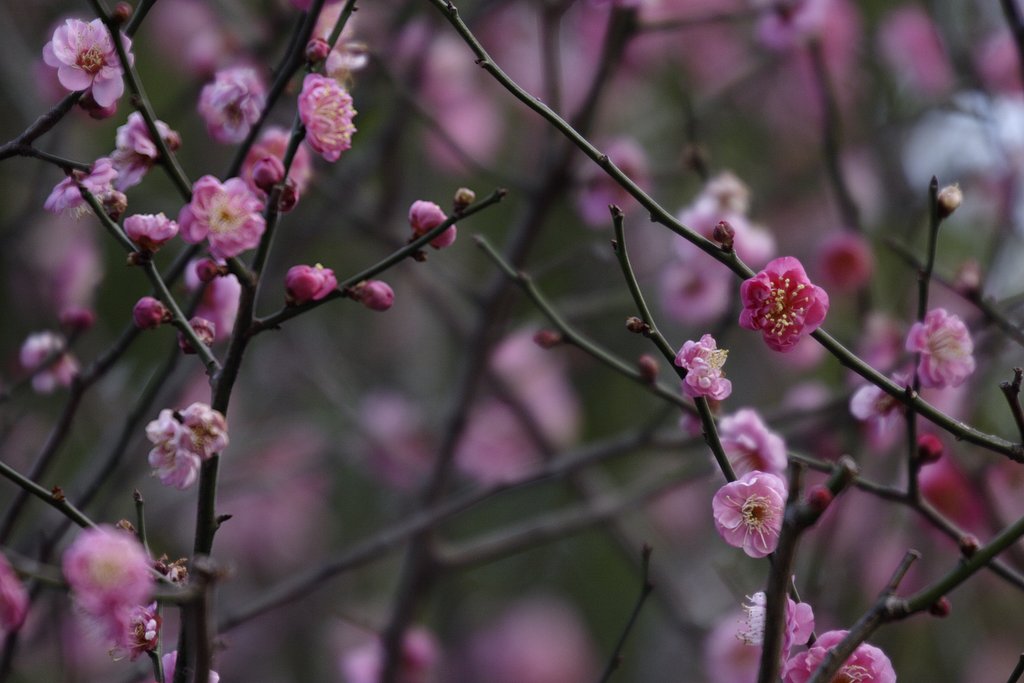 近くの公園の梅