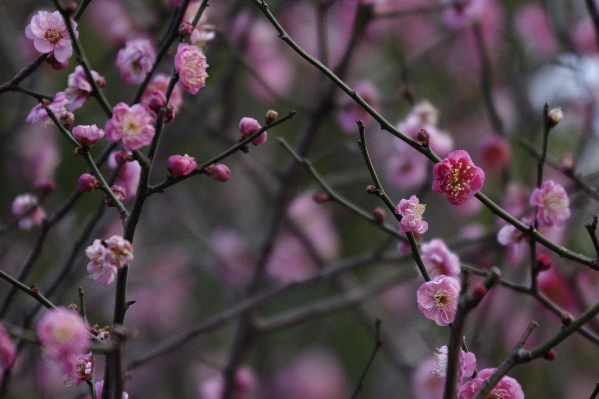 近くの公園の梅