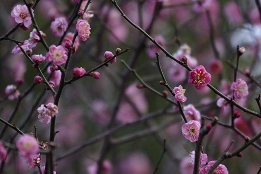 近くの公園の梅