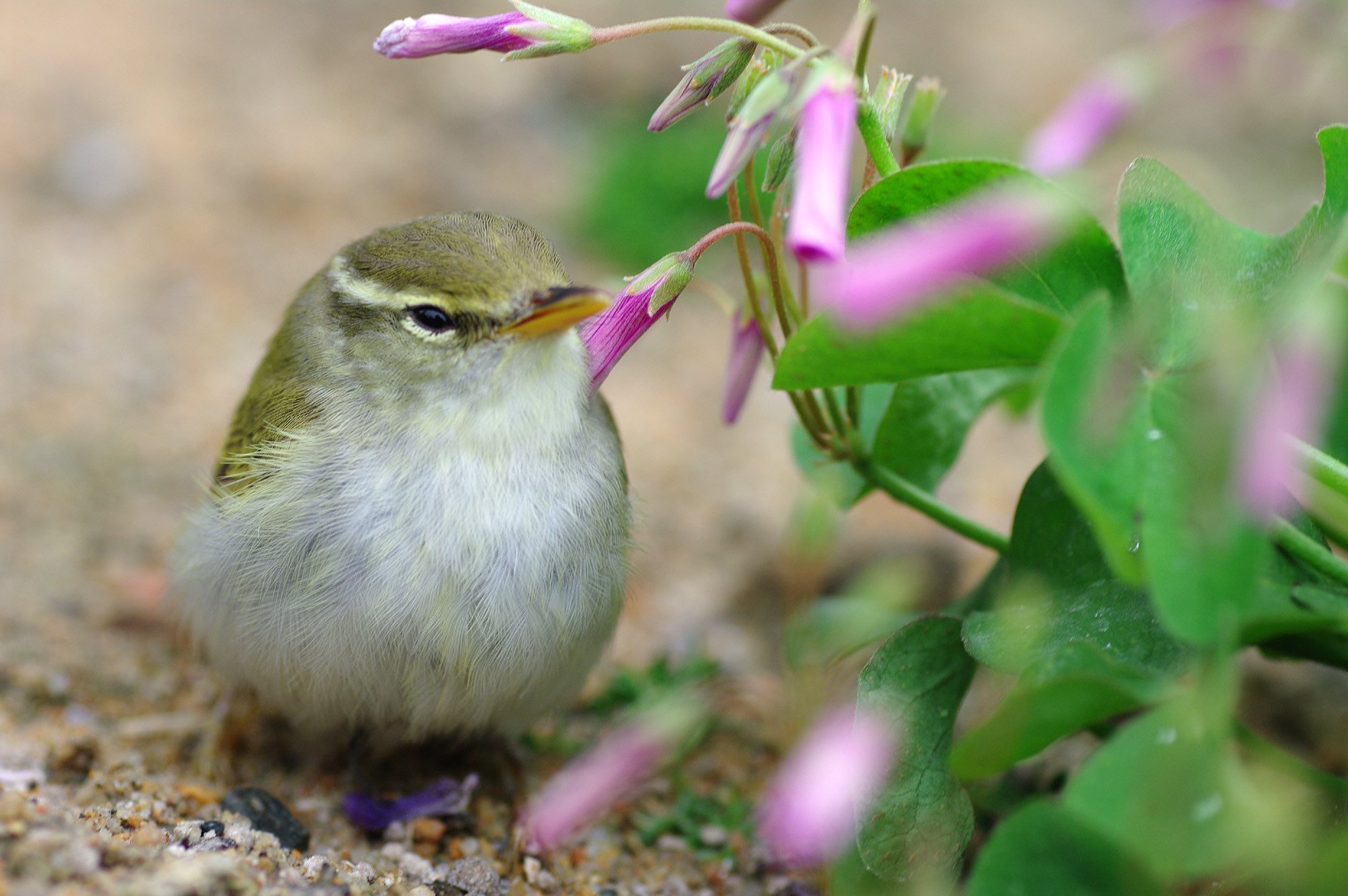 だいじょうぶかなあ
