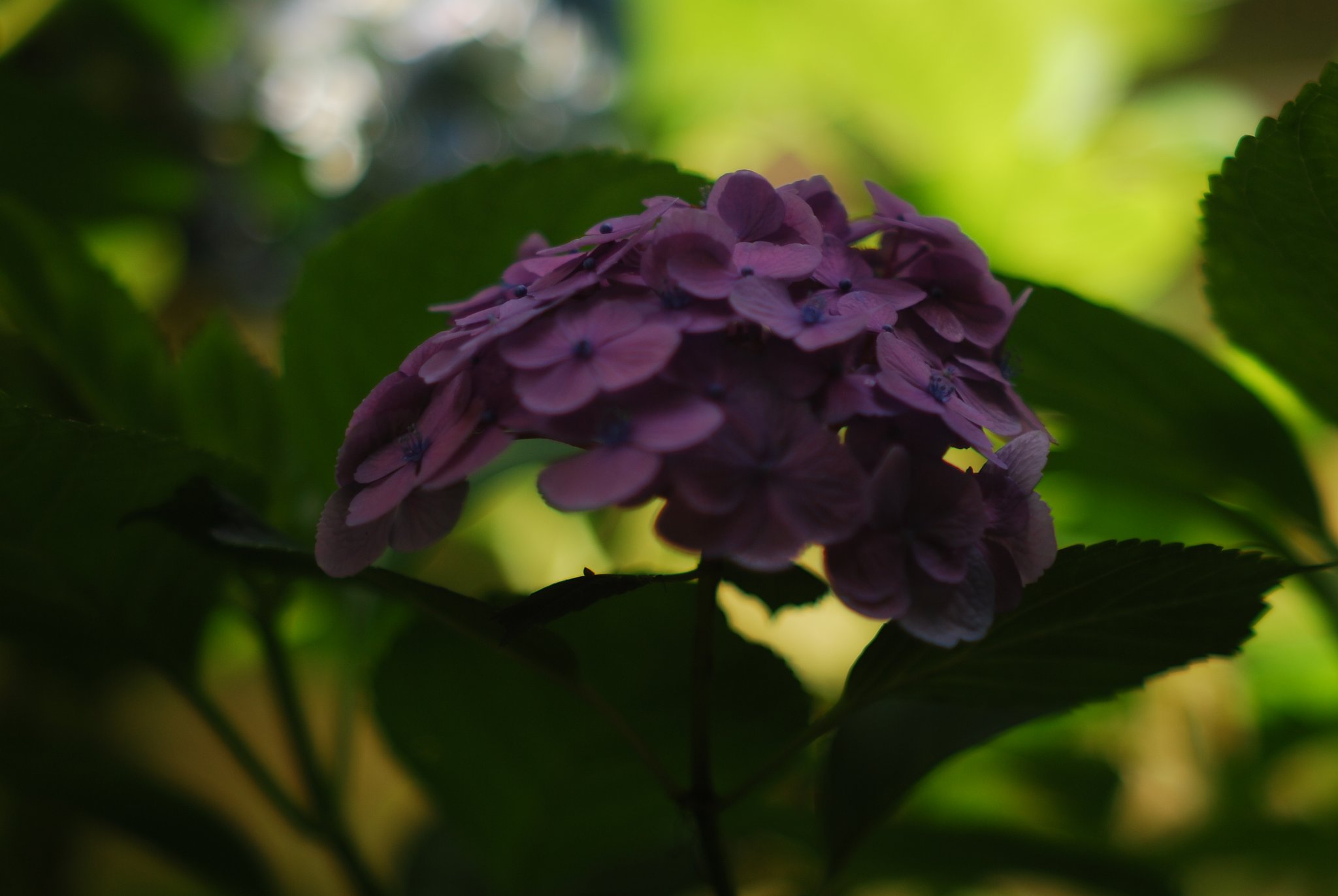 P.Angenieux 90mmF1.8