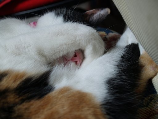ねこさん