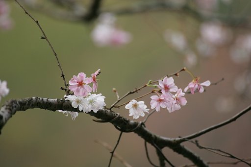 紅白の装い