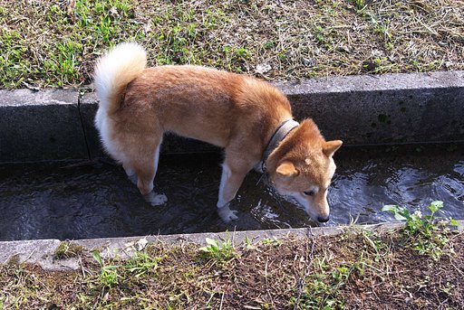 朝から熱いー、ワン！