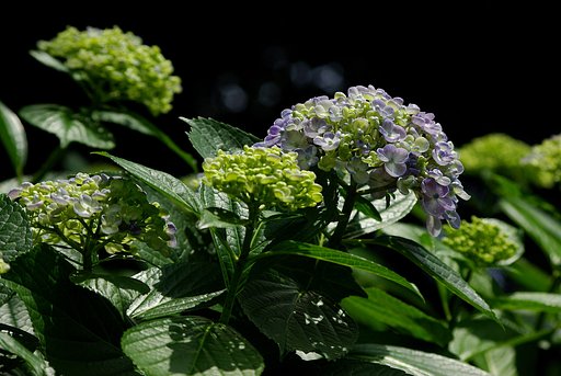 ちょっと変わった紫陽花？