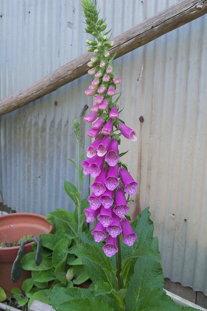 ハナトロノオの良く似た花が咲きました。
