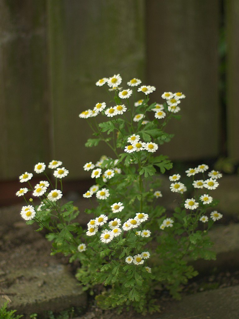 キク科の花^^;