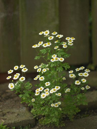 キク科の花^^;