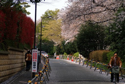 『道』お花見裏街道