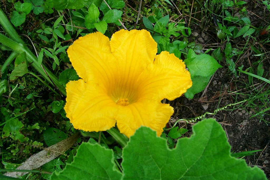 カボチャのお花のご夫婦：雌花