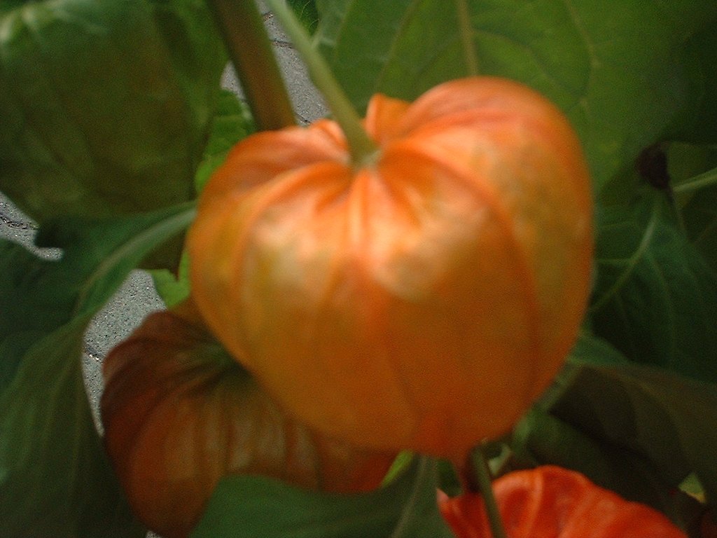 珍しいものぉ〜
