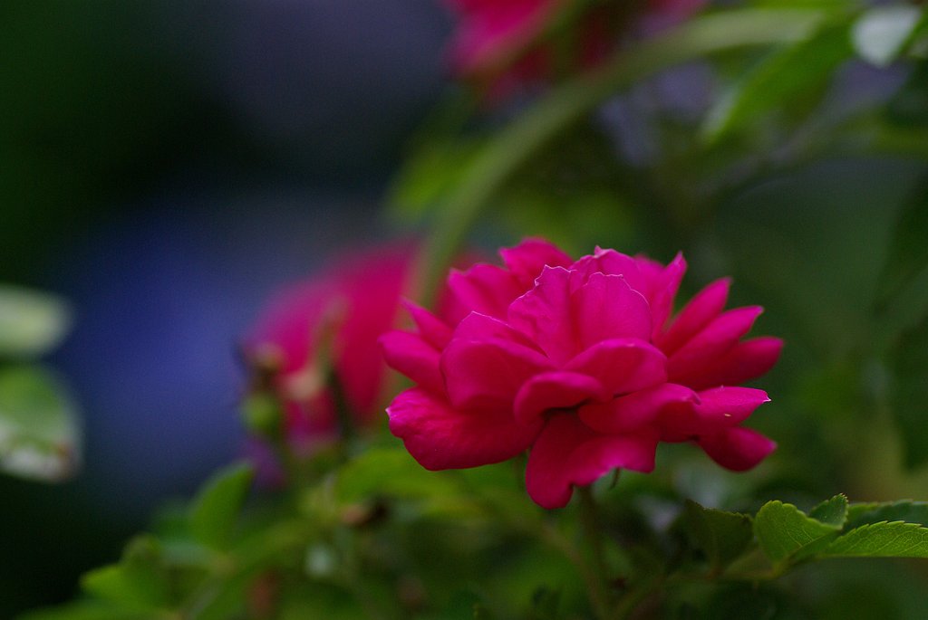 紅いバラ②