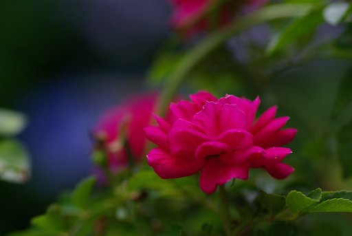 紅いバラ②
