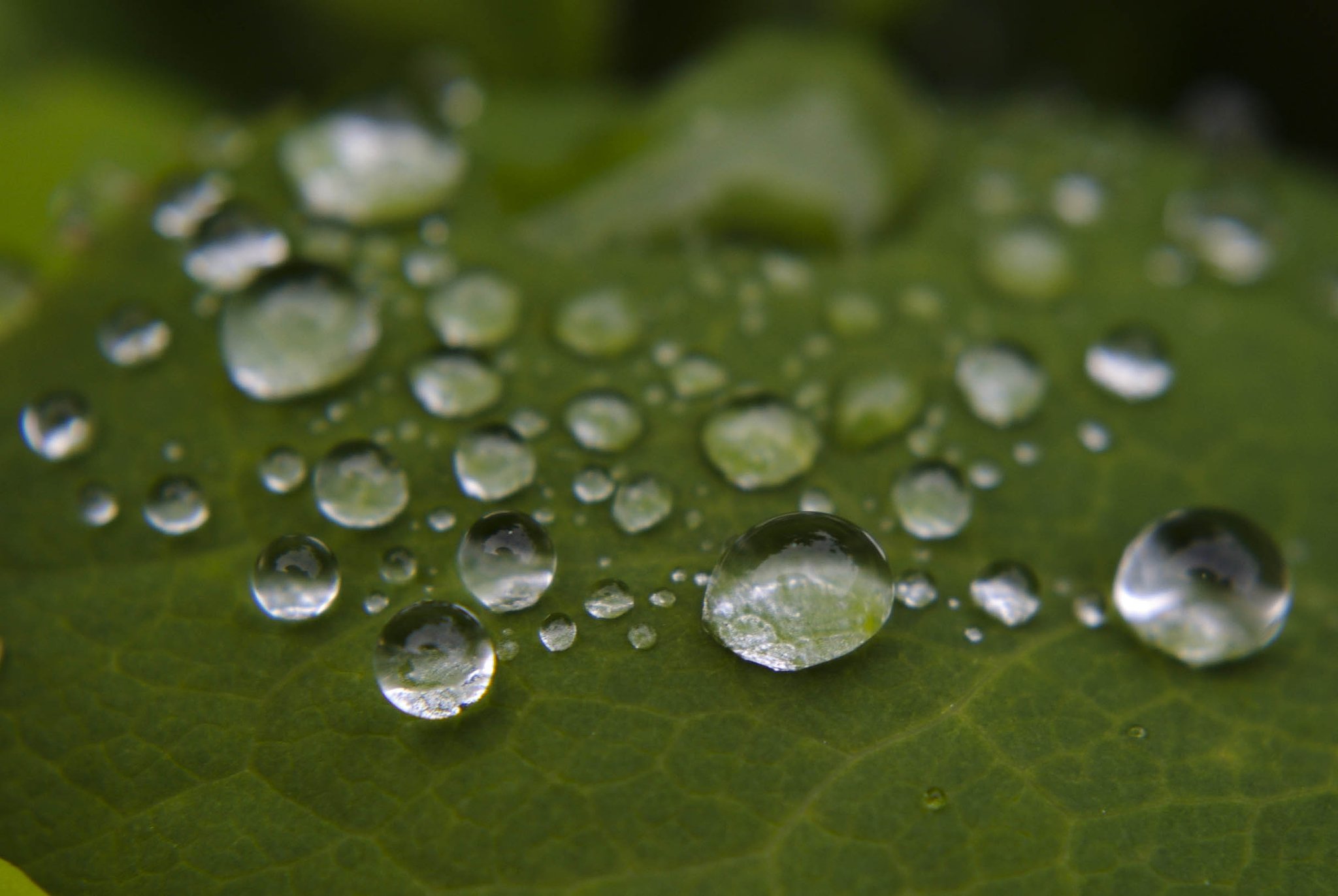 雨の後に