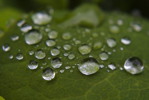 雨の後に