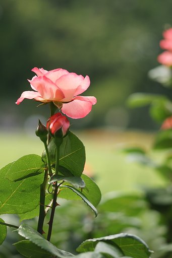 tokina AT-XM- M100