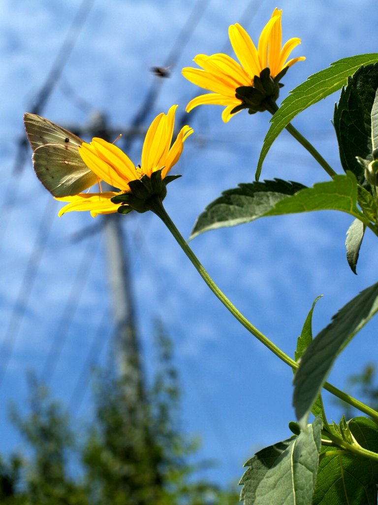空と電柱と蝶とコヒマワリ