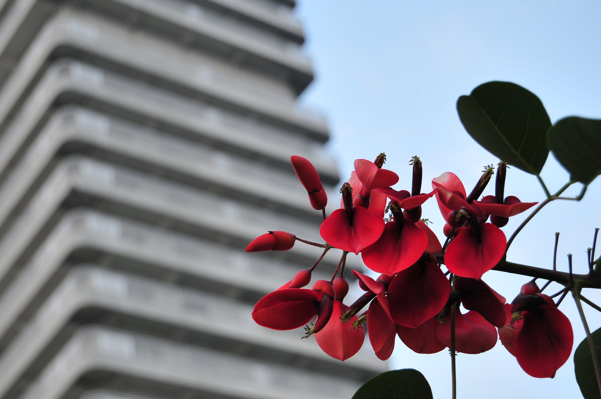 紅白