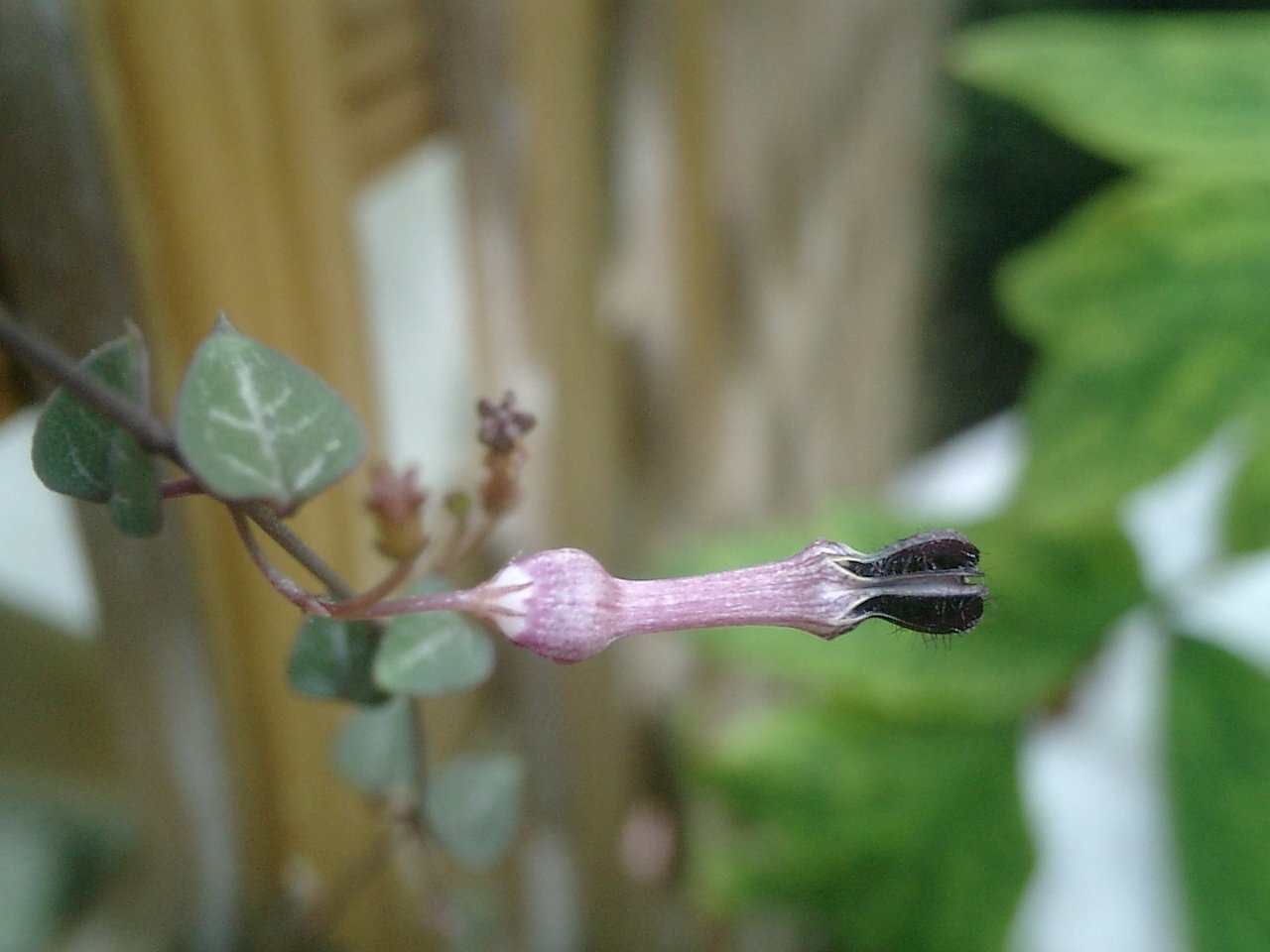 この花は何でしょうかね