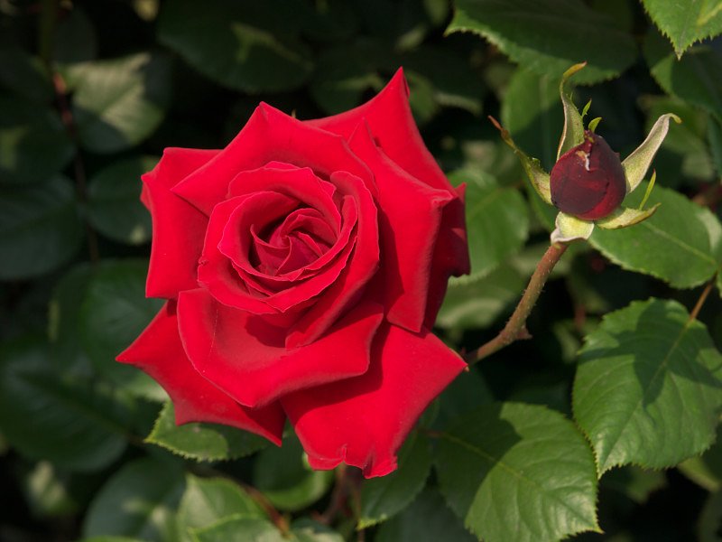 薔薇