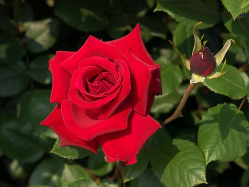 薔薇