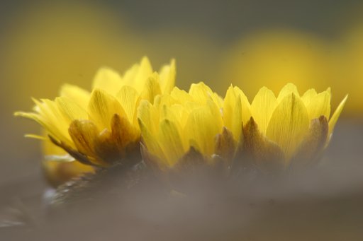 神代福寿園の今週の様子