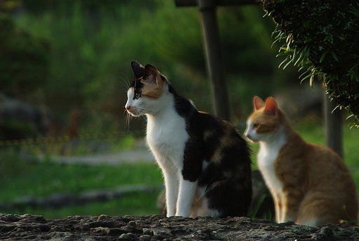 夕焼けに向かって