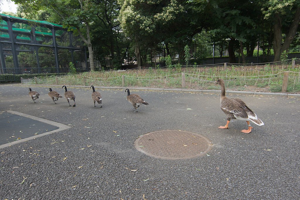 親鳥って一番後ろが基本でしたか？