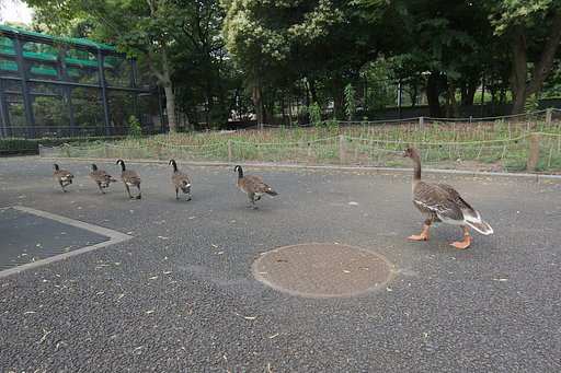 親鳥って一番後ろが基本でしたか？