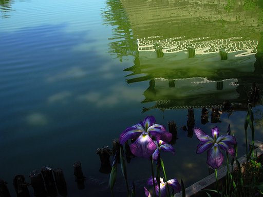 ”二の丸”の花