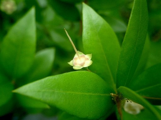 ギンバイカの花後の姿