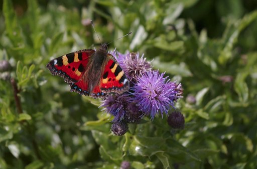 butterfly