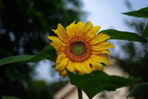 S5Pro+Schneider-Kreuznach Edixa-Xenar　50/2.8（デッケルマウント