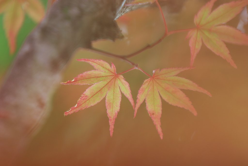 ちょっと赤く