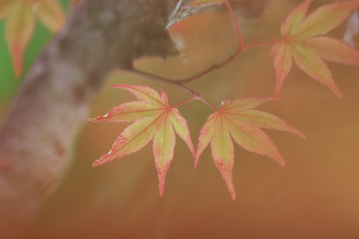 ちょっと赤く