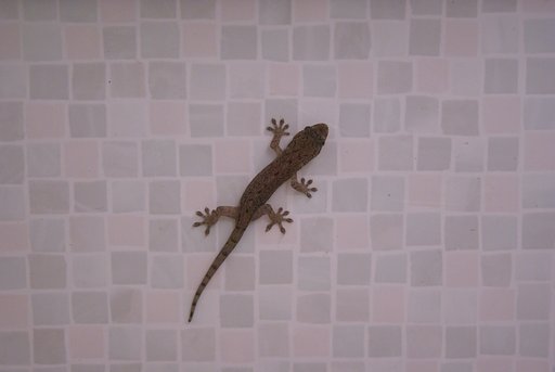 ヤモリもお風呂に入りたい？