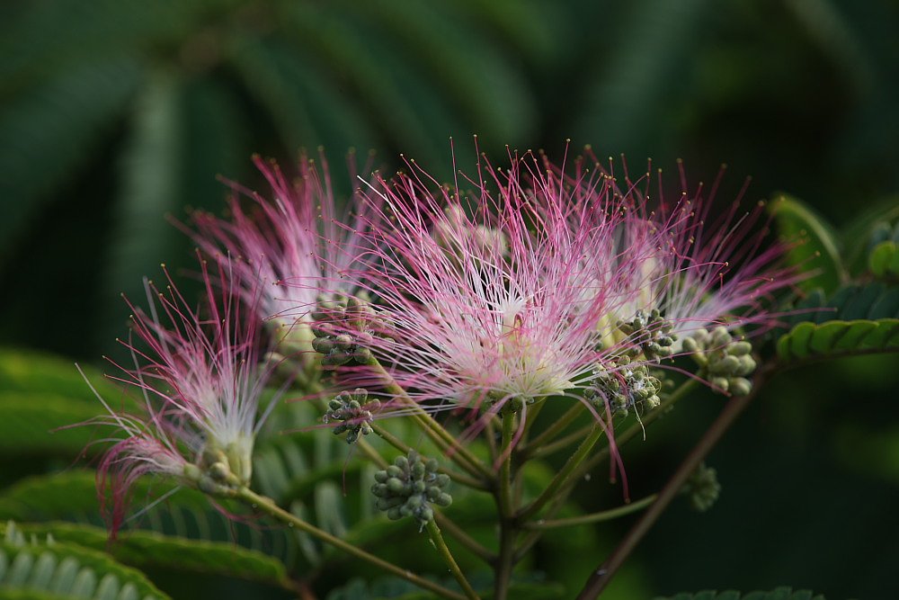 ねむの木の花