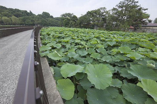 蓮蓮蓮・・・